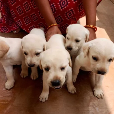 Labrador puppies for sale in Udaipur