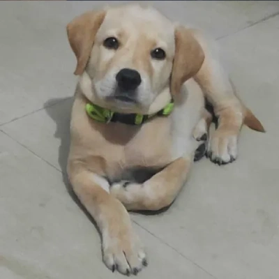 Labrador puppies for sale in Jodhpur