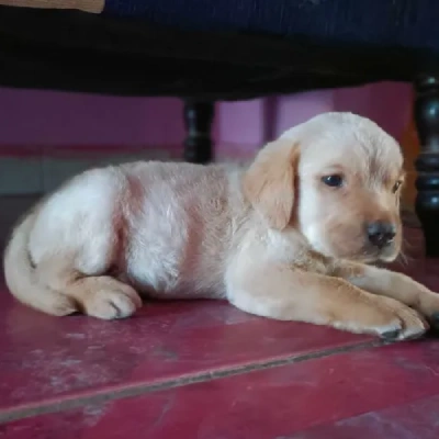 Labrador puppies for sale in Bikaner