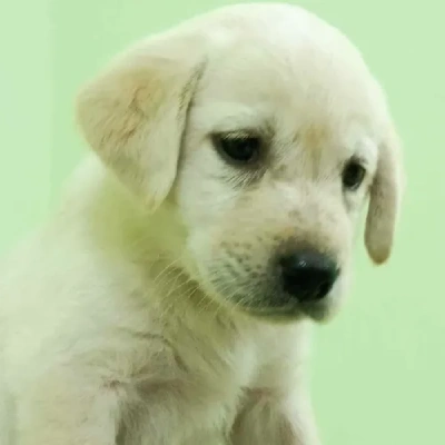 Labrador puppies for sale in Bikaner