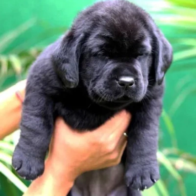 Labrador puppies for sale in Ajmer