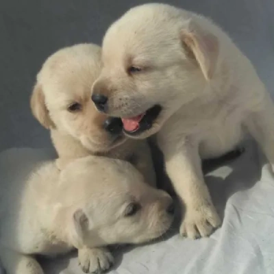 Labrador puppies for sale in Ajmer