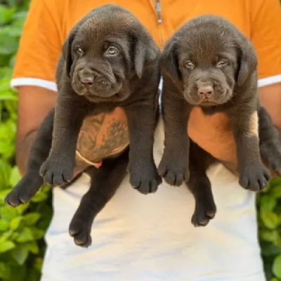 Labrador puppies for sale in Bikaner