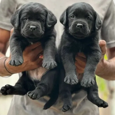 Labrador puppies for sale in Vijayawada