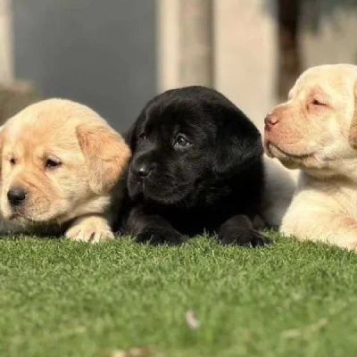 Labrador puppies for sale in Ajmer