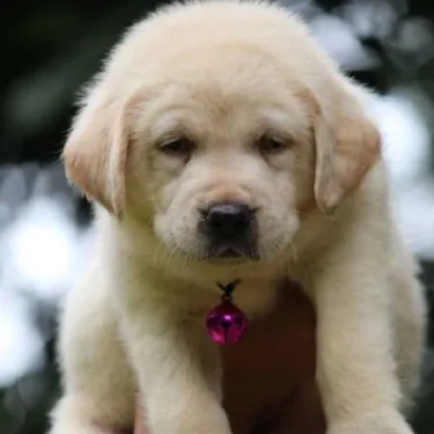 Labrador puppies for sale in Bikaner