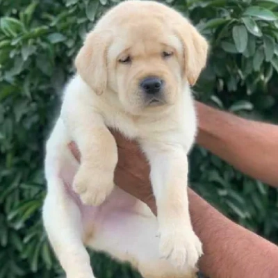 Labrador puppies for sale in Vijayawada