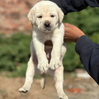 Labrador puppies for sale in Bikaner