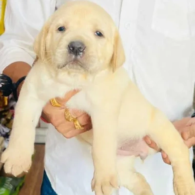 Labrador puppies for sale in Vijayawada