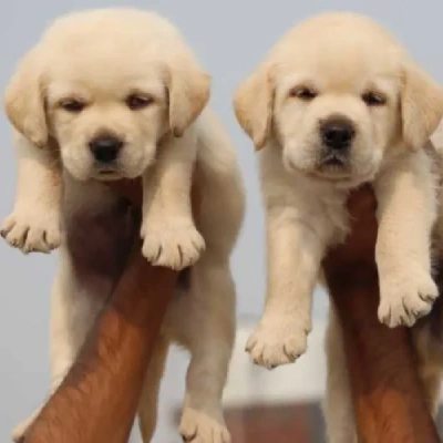 Labrador puppies for sale in Vijayawada