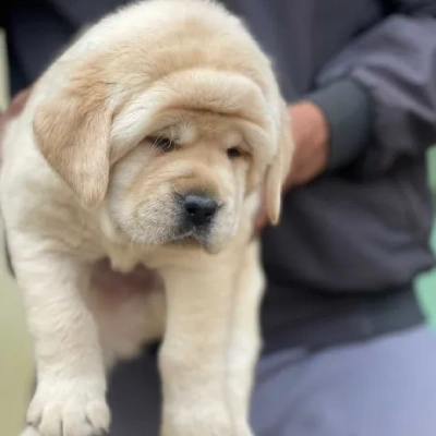 Labrador puppies for sale in Visakhapatnam