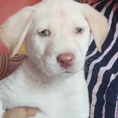 Labrador puppies for sale in Ajmer