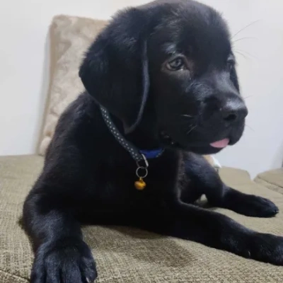 Labrador puppies for sale in Bikaner