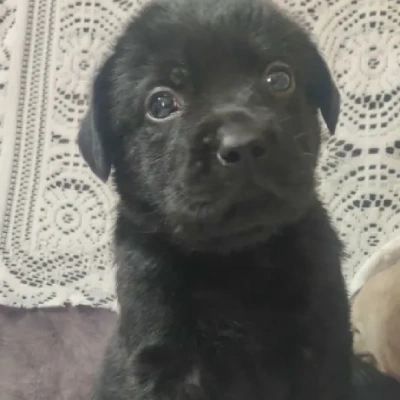 Labrador puppies for sale in Vijayawada