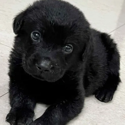 Labrador puppies for sale in Bikaner