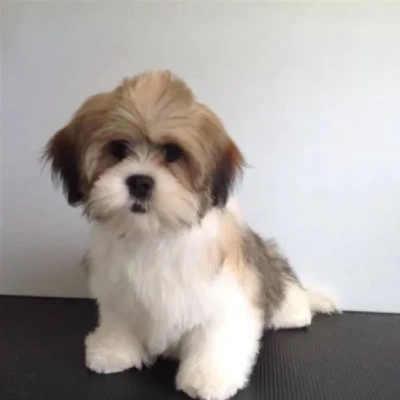 Lhasa Apso puppies for sale in Vijayawada