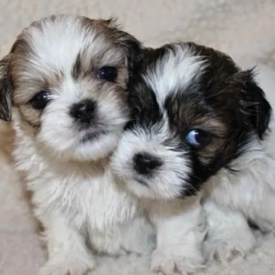 Lhasa Apso puppies for sale in Vijayawada