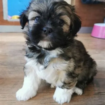 Lhasa Apso puppies for sale in Vijayawada