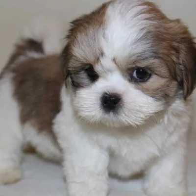 Lhasa Apso puppies for sale in Vijayawada