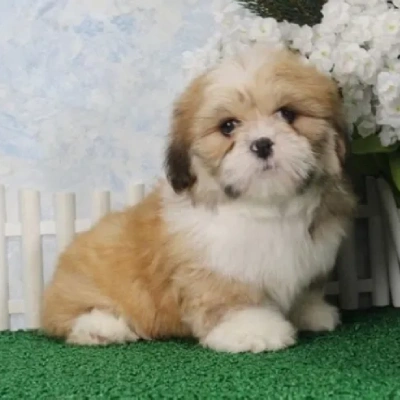 Lhasa Apso puppies for sale in Vijayawada