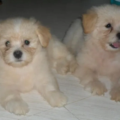 Lhasa Apso puppies for sale in Vijayawada