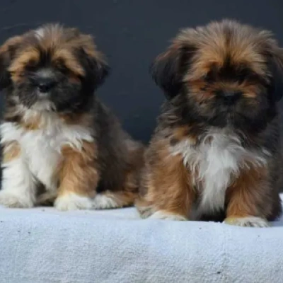 Lhasa Apso puppies for sale in Vijayawada