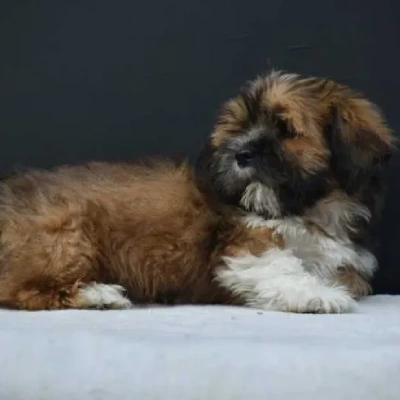 Lhasa Apso puppies for sale in Vijayawada