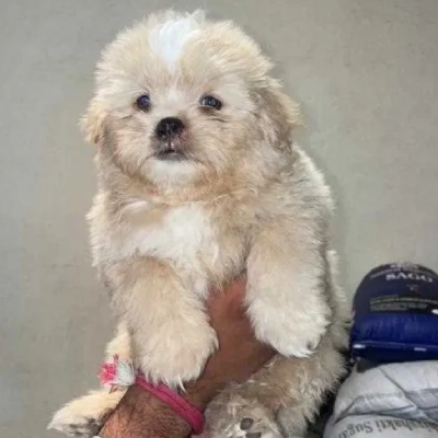 Lhasa Apso puppies for sale in Gurgaon