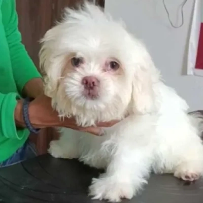 Lhasa Apso puppies for sale in Gurgaon