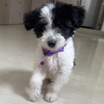 Lhasa Apso puppies for sale in Gurgaon