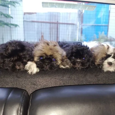 Lhasa Apso puppies for sale in Vijayawada