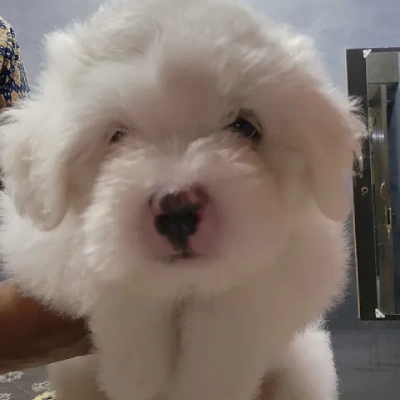 Lhasa Apso puppies for sale in Vijayawada