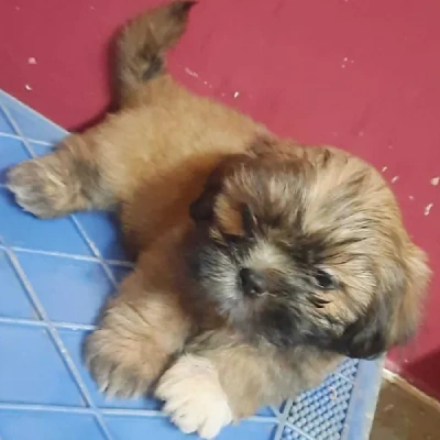 Lhasa Apso puppies for sale in Vijayawada