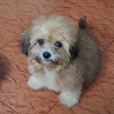 Lhasa Apso puppies for sale in Vijayawada