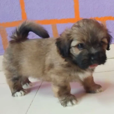 Lhasa Apso puppies for sale in Vijayawada