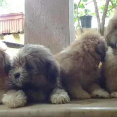 Lhasa Apso puppies for sale in Vijayawada