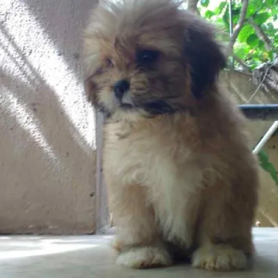 Lhasa Apso puppies for sale in Vijayawada