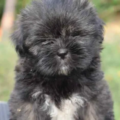 Lhasa Apso puppies for sale in Vijayawada