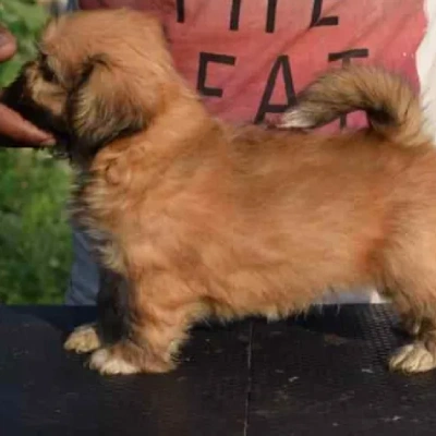 Lhasa Apso puppies for sale in Vijayawada