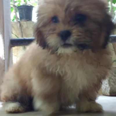 Lhasa Apso puppies for sale in Vijayawada