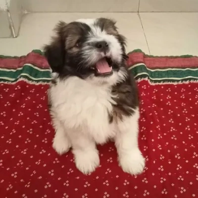 Lhasa Apso puppies for sale in Vijayawada