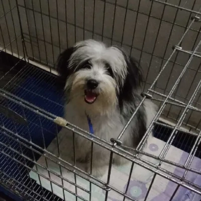 Lhasa Apso puppies for sale in Gurgaon