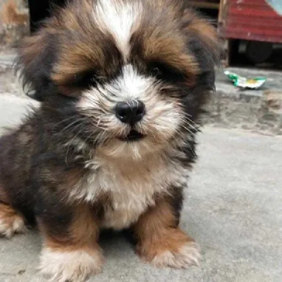 Lhasa Apso puppies for sale in Vijayawada