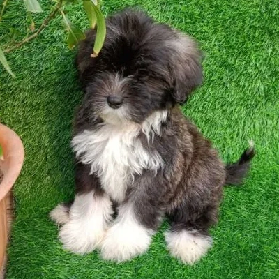 Lhasa Apso puppies for sale in Vijayawada