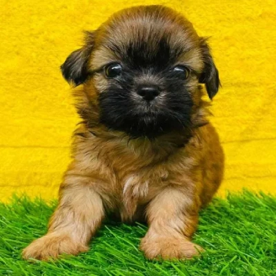 Lhasa Apso puppies for sale in Vijayawada