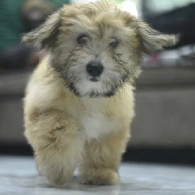 Lhasa Apso puppies for sale in Gurgaon