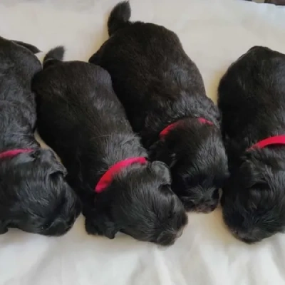 Lhasa Apso puppies for sale in Vijayawada