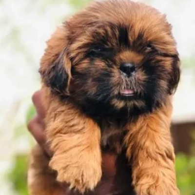 Lhasa Apso puppies for sale in Vijayawada