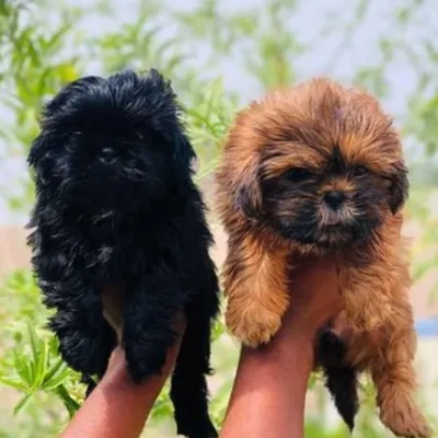 Lhasa Apso puppies for sale in Gurgaon