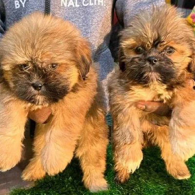 Lhasa Apso puppies for sale in Vijayawada